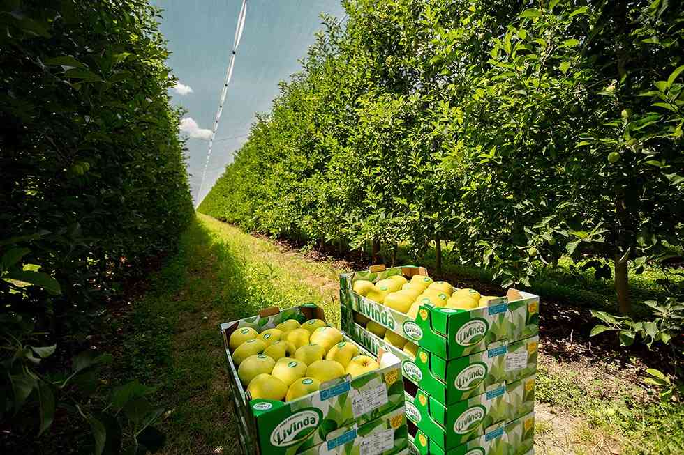 Nufri recogerá 25 millones de manzanas esta campaña