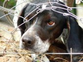 Investigado un joven en Soria por maltrato animal