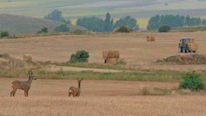 UCCL pide un plan de emergencia de control de fauna salvaje