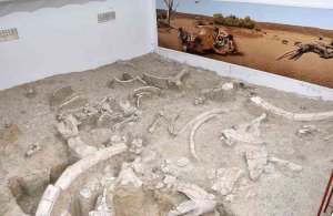 Jornada de puertas abiertas en el yacimiento paleolítico de Ambrona