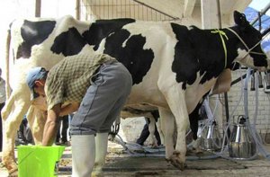 UPA-COAG denuncia que el precio de la leche es más barata que hace tres décadas