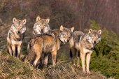 Los ataques de lobos aumentan en el primer semestre de 2018