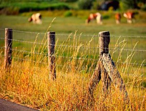 Los nuevos autónomos del medio rural ya tienen tarifa plana