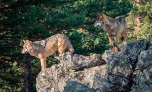 Estimado el recurso de alzada de ASCEL contra la caza del lobo