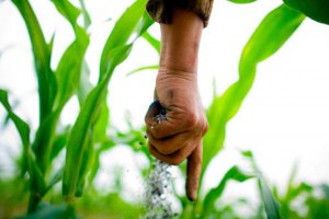 Jornada técnica sobre eficiencia en la fertilización