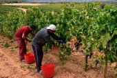 Bodegas Castillejo espera recoger 900.000 kilos de uva