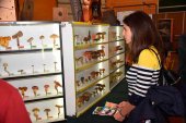 Cita con la XV Feria de Micología y Naturaleza, de San Leonardo