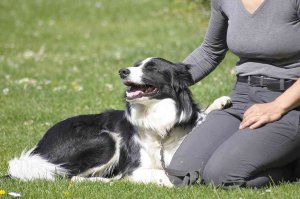 Seminario de adiestramiento canino en Soria