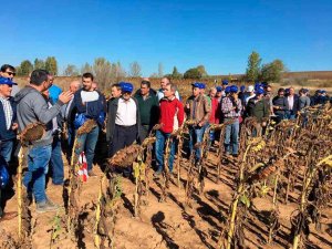 Visita a los campos de ensayo de girasol