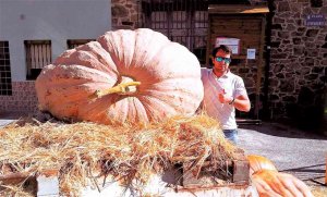 V Concurso de Calabazas Gigantes, en San Esteban de Gormaz