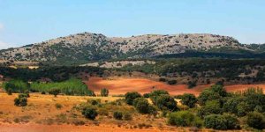 Localizada una plantación de marihuana entre Los Rábanos y Carbonera