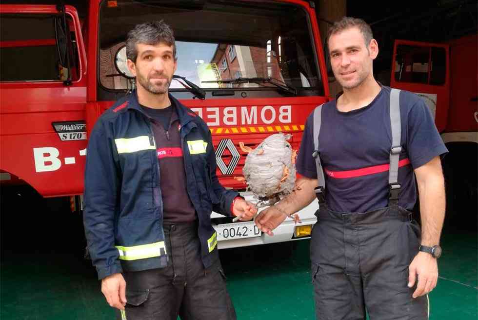 Los bomberos retiran un avíspero junto al río Duero Los bomberos retiran un avíspero junto al río Duero