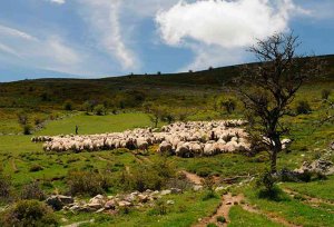 Tierras Altas despide a los pastores trashumantes