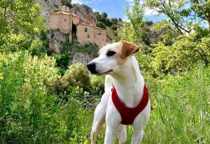 Pipper promociona en Soria los viajes con mascota