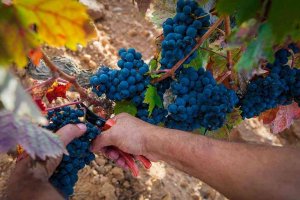 Vendimia de récord en la denominación de origen Ribera del Duero