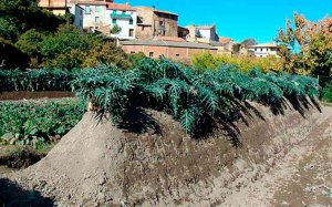 Bases del Concurso Nacional de Platos de Cardo Rojo de Ágreda