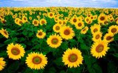 Asaja reclama a Agroseguro la ampliación de cobertura para girasol