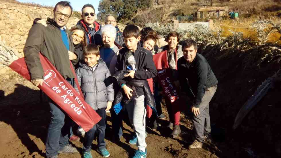 El doble reto del cardo rojo de Ágreda El doble reto del cardo rojo de Ágreda