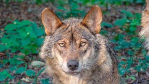 La población del lobo aumenta un 20 por ciento en la última década