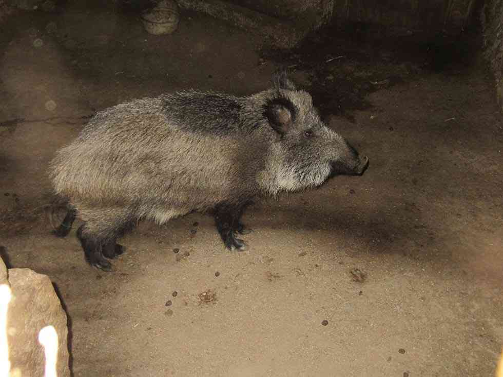 Un vecino de Villaciervos tenía un jabalí en una nave Un vecino de Villaciervos tenía un jabalí en una nave