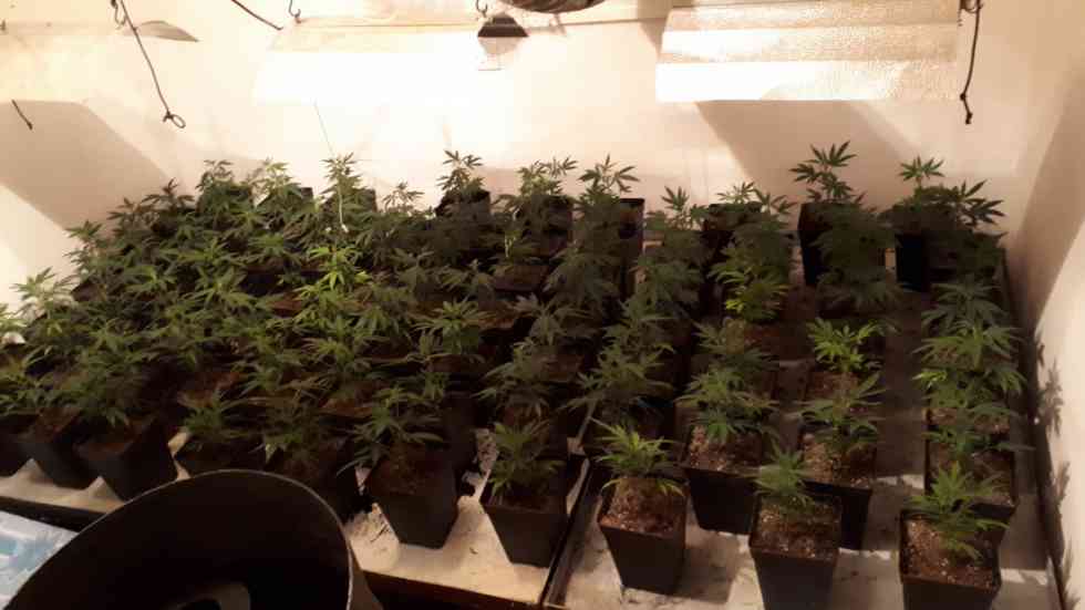 Detenida una persona por una plantación de marihuana en Pinares Detenida una persona por una plantación de marihuana en Pinares