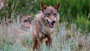 COAG considera "lamentable" la anulación del Plan de gestión del lobo