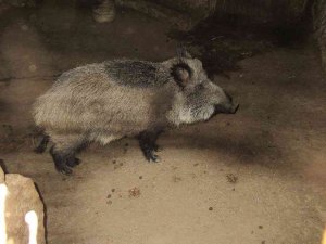 Un vecino de Villaciervos tenía un jabalí en una nave