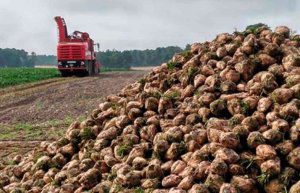 La Junta abonará diez millones de euros por la ayuda a la remolacha La Junta abonará diez millones de euros por la ayuda a la remolacha