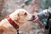 Más de la mitad de las mascotas tienen sobrepeso