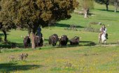 Ágreda organiza excursión a ganaderías de Salamanca