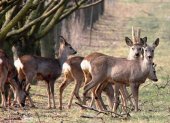 Podemos toma posición sobre la caza en Soria