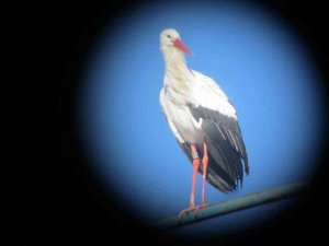 Las cigüeñas cambian de hábitos en Soria