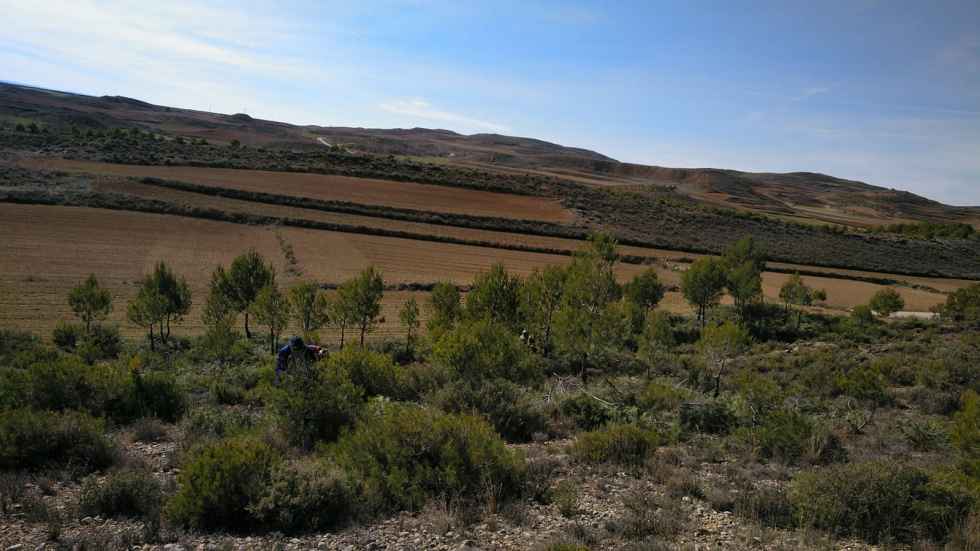 Torlengua cuida sus nuevos bosques Torlengua cuida sus nuevos bosques