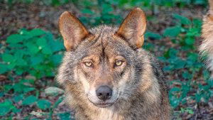 "Barbacana, la huella del lobo" se proyecta en Soria "Barbacana, la huella del lobo" se proyecta en Soria