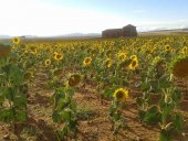 Primera edición del Certamen de Cortometrajes sobre el campo 