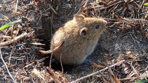 Repunte de topillos en zonas de cunetas,  lindes y desagües 