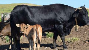 La Diputación mantiene su apuesta por la vaca serrana negra