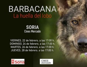 El lobo ibérico sigue campeando en Soria