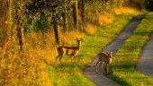 Los veterinarios estiman necesario controlar las poblaciones cinegéticas