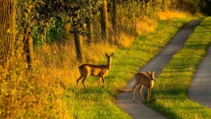 Los veterinarios estiman necesario controlar las poblaciones cinegéticas