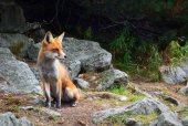 Investigado un vecino de San Leonardo por capturar un zorro con lazo