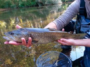 La temporada de pesca de la trucha se inicia en Soria