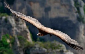 La población de buitre leonado crece en la Comunidad