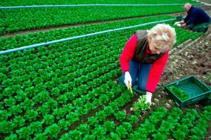 La Junta apuesta por impulsar el cooperativismo agroalimentario