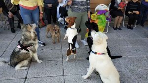 Convivencia de Soria Perruna con la asociación Alzheimer en Ólvega