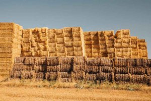 Los campos de Soria atraviesan fronteras con la Ruta 234 