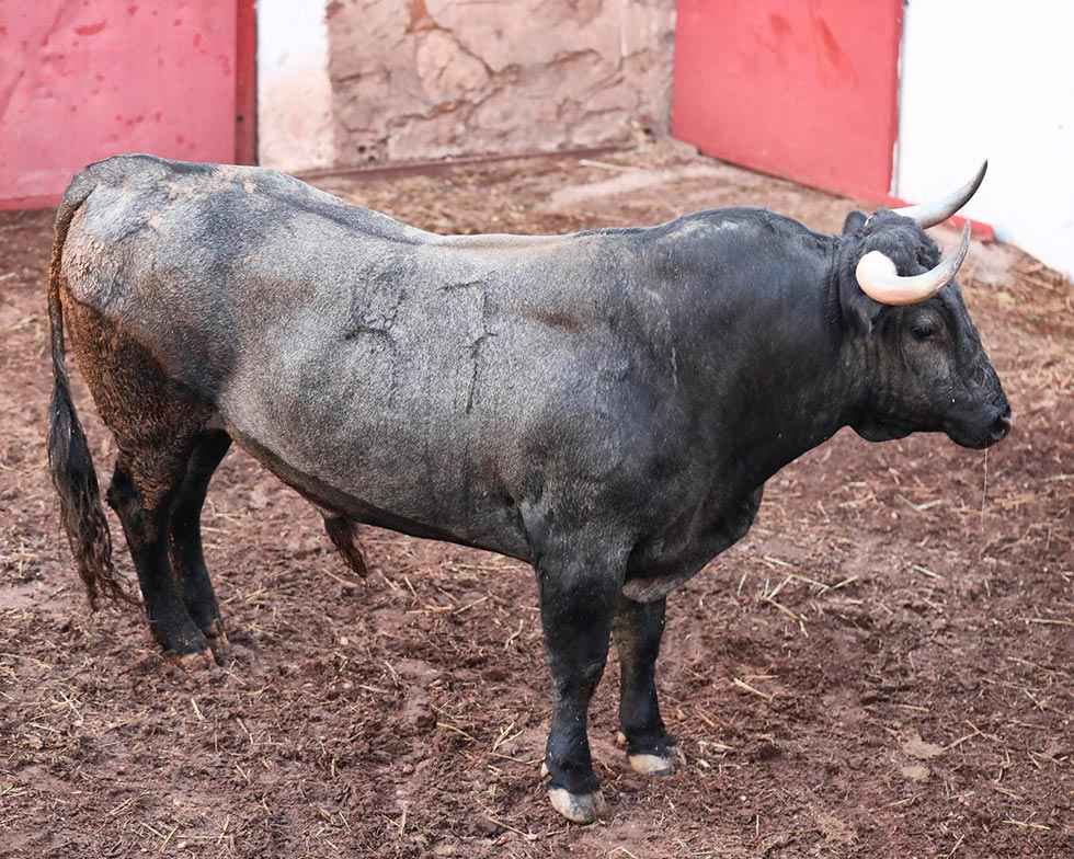 Los toros de Victorino Martín, desembarcados en Soria