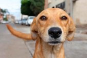 Curso para detectar los casos de maltrato animal