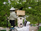 Retirado un enjambre de abejas del parque de Santa Clara