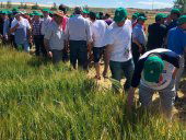 Trescientos agricultores visitan los campos de ensayo de ASAJA Trescientos agricultores visitan los campos de ensayo de ASAJA